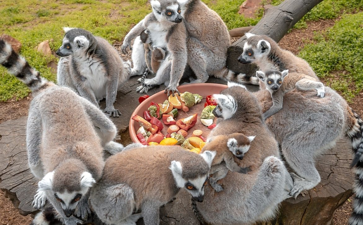 Photo shooting again with ring-tailed lemurs at Debrecen Zoo