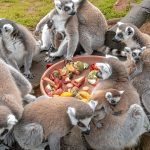 Taking photos with ring-tailed lemurs at Debrecen Zoo