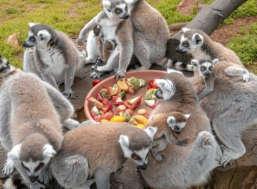 Photo shooting again with ring-tailed lemurs at Debrecen Zoo
