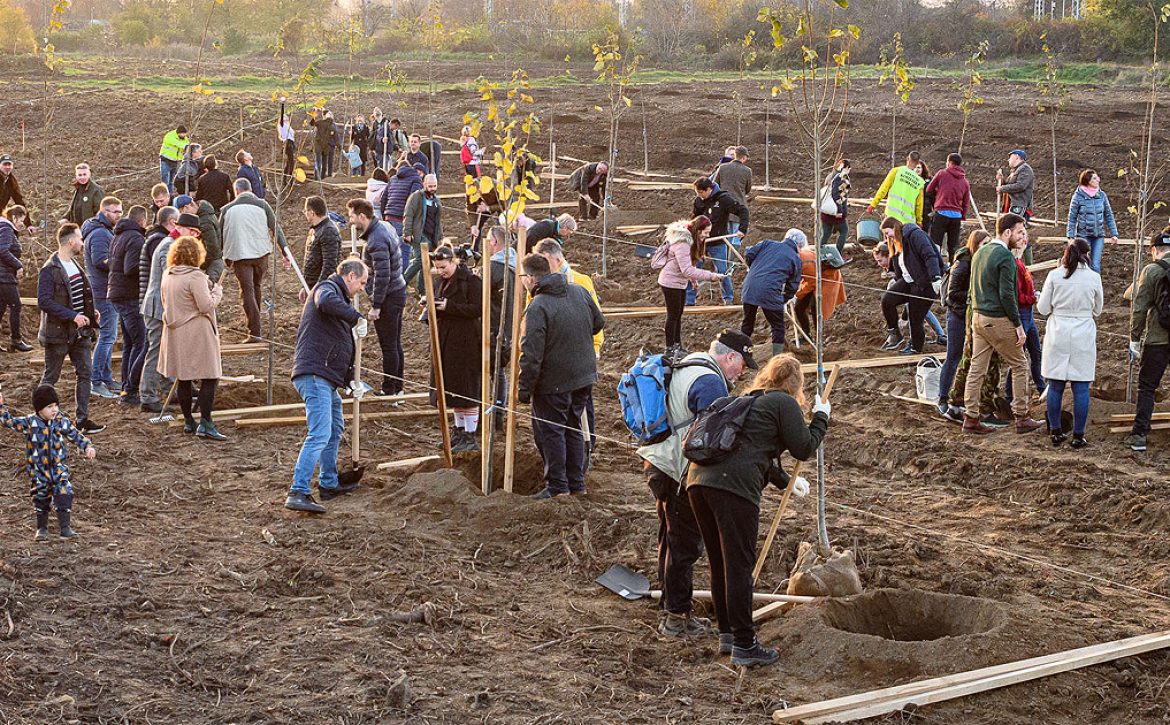 Volunteering programme, Adopt a tree! has started in Debrecen