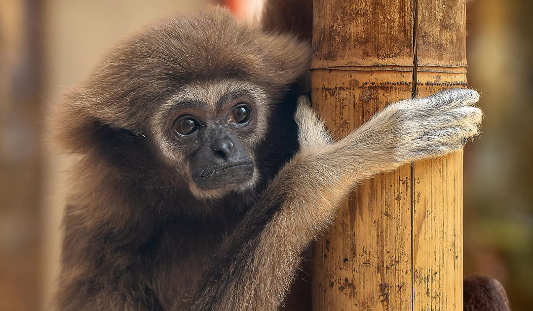 White-handed gibbon gets mate from Sweden