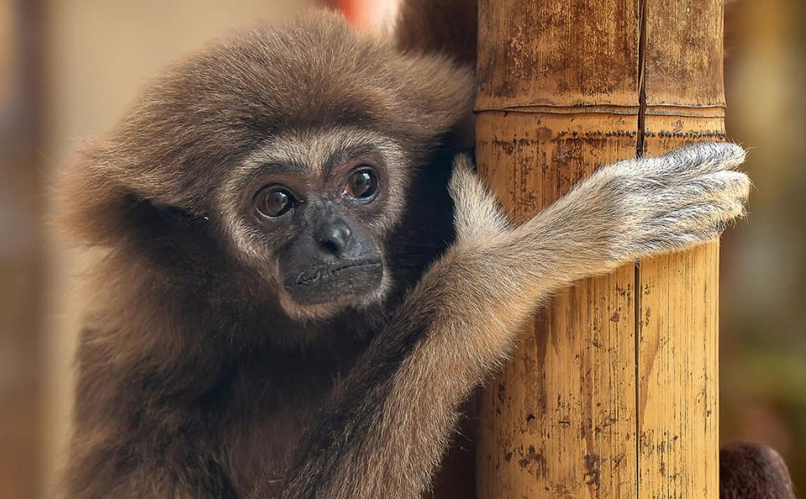 White-handed gibbon gets wife from Sweden