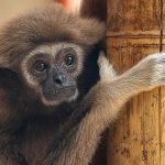 White-handed gibbon gets mate from Sweden