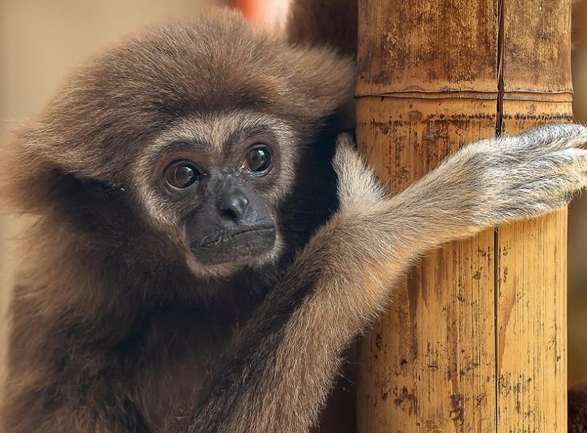White-handed gibbon gets wife from Sweden