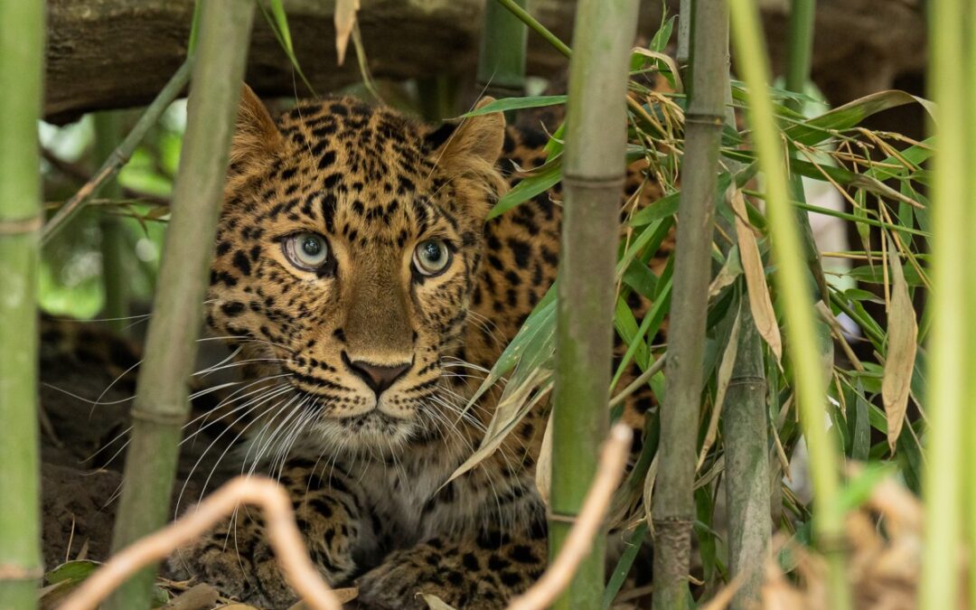 Did you know about Debrecen Zoo?