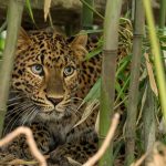 Did you know about Debrecen Zoo?