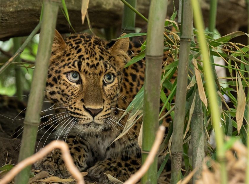 Debrecen Zoo
