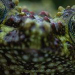 Debrecen Zoo celebrates World Biological Diversity Day and Hungarian Nature Day