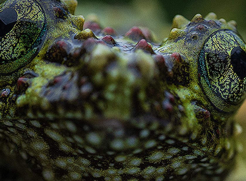 Debrecen Zoo celebrates World Biological Diversity Day and Hungarian Nature Day