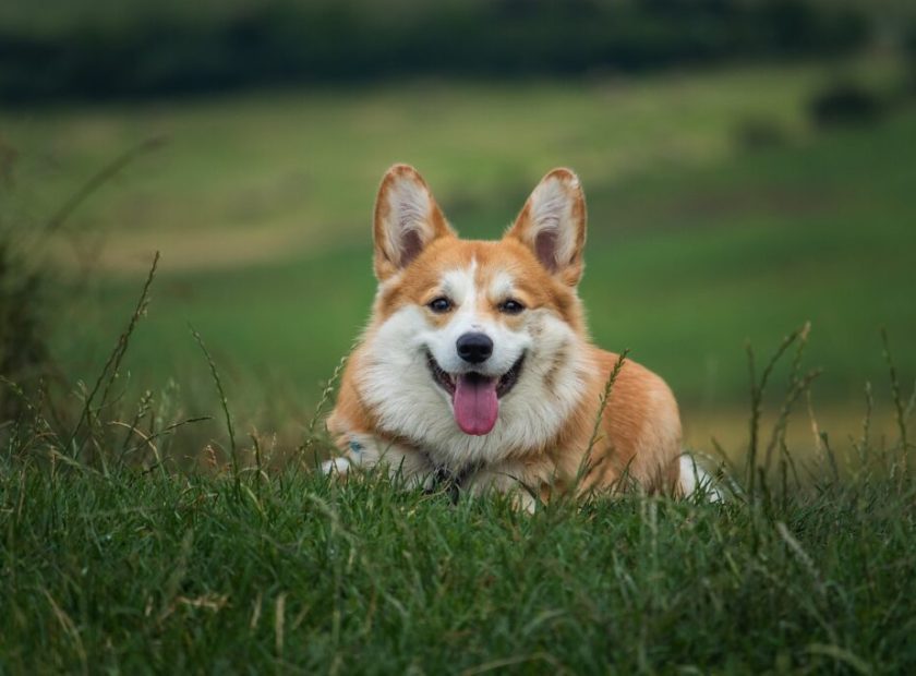 Dogphotoshoot_Debrecen_Hungary-1024×682