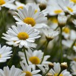Flower distribution in Debrecen returns in 2025