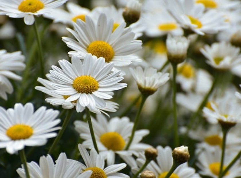 Flower distribution in Debrecen returns in 2025 – Debrecen4U