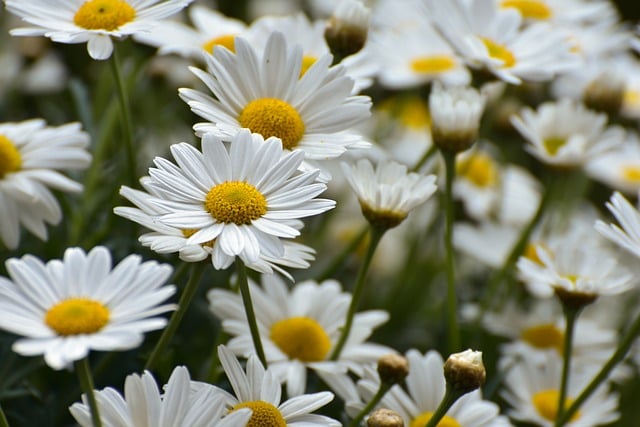 Flower distribution in Debrecen returns in 2025