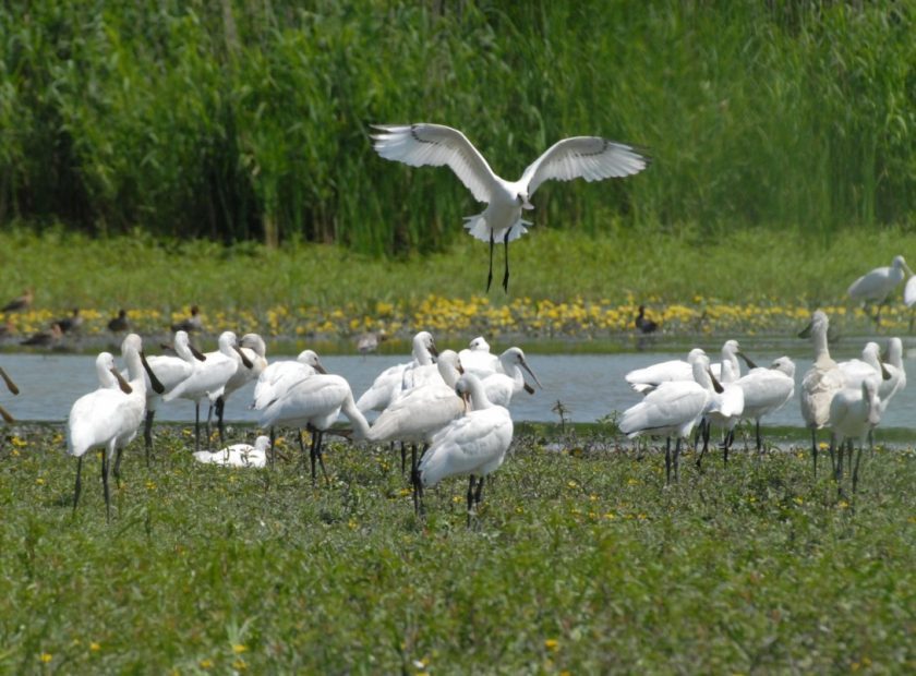 Weekend Bird Observation in Hortobágy