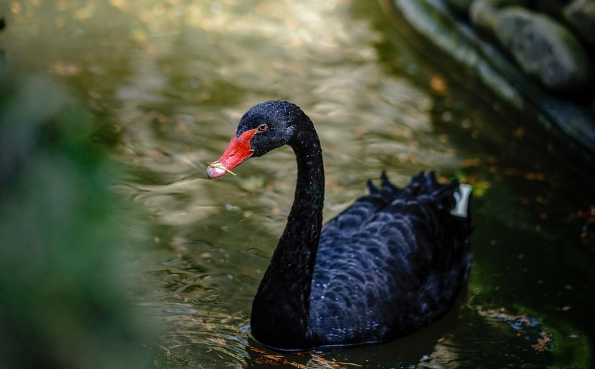 Black swan Debrecen Zoo