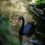 Black swans have arrived at Debrecen Zoo