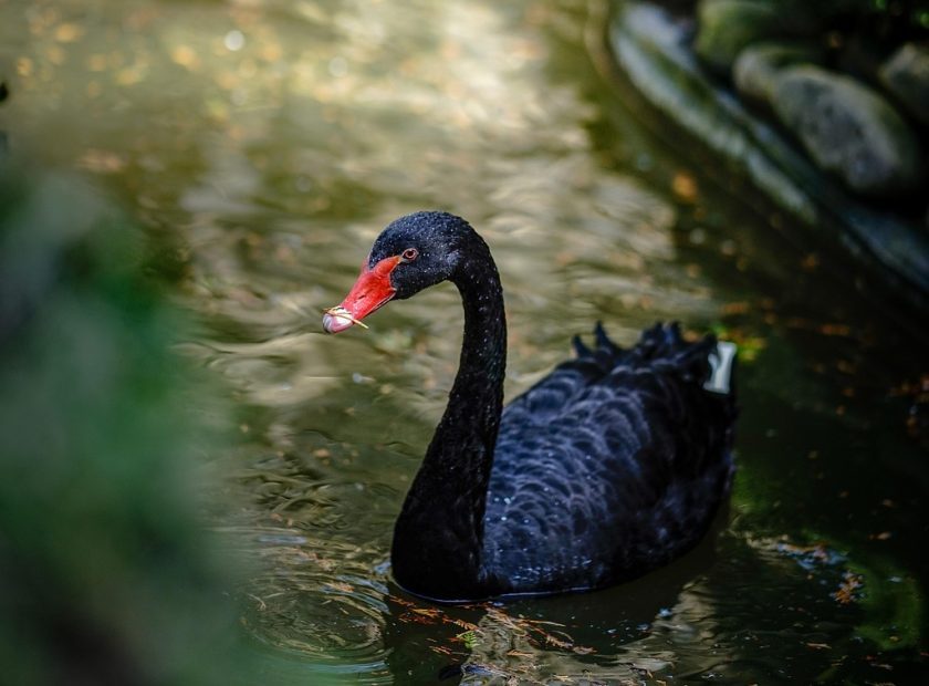 Black swan Debrecen Zoo
