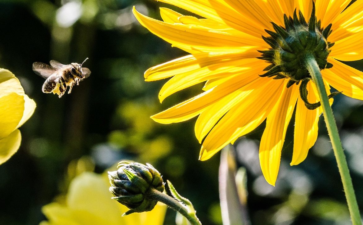 International pollinator protection programme launches with Debrecen participation
