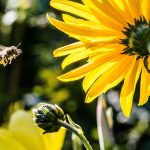 International pollinator protection programme launches with Debrecen participation