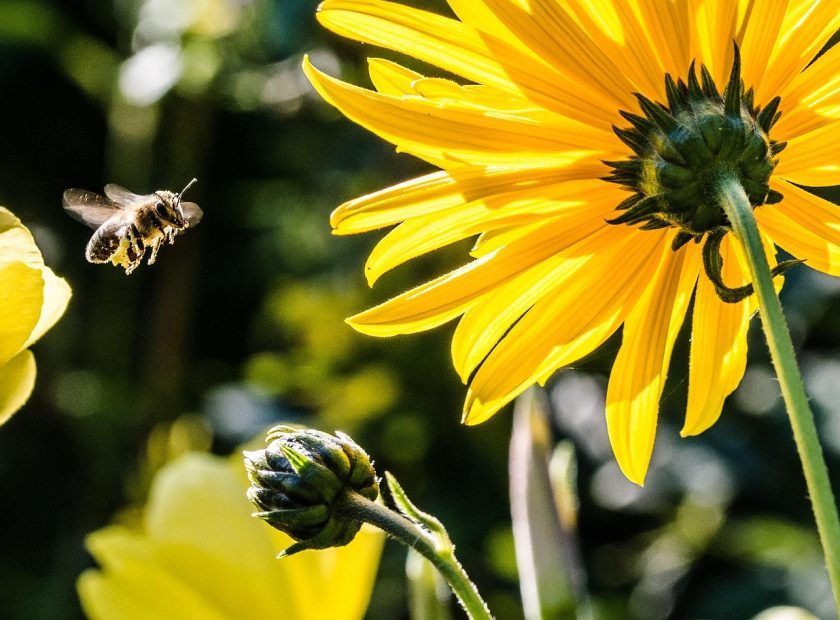 International pollinator protection programme launches with Debrecen participation