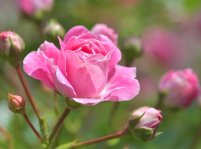 Rose Festival
