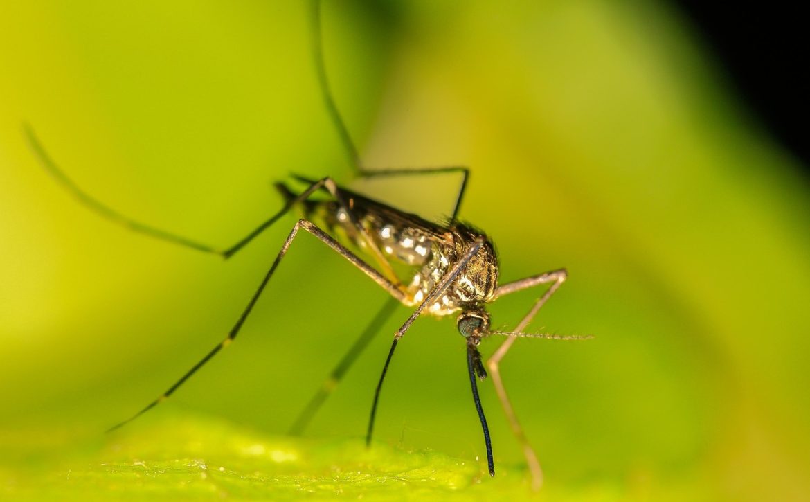 mosquito-Pixabay