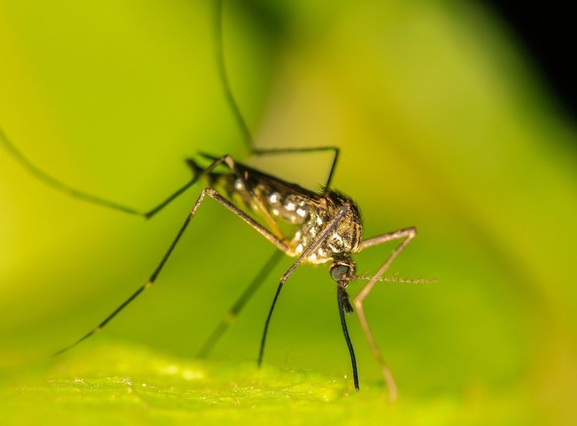 mosquito-Pixabay