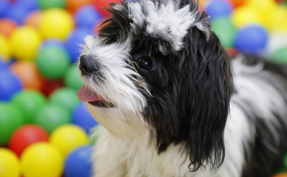 Animal-friendly title awarded to several Debrecen institutions