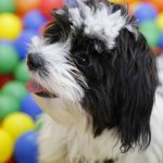 Animal-friendly title awarded to several Debrecen institutions