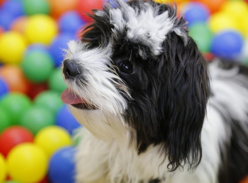 Animal-friendly title awarded to several Debrecen institutions