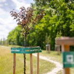 Debrecen in the TOP 3 for the European Green Capital Award – Leading in Sustainability Alongside Economic Development