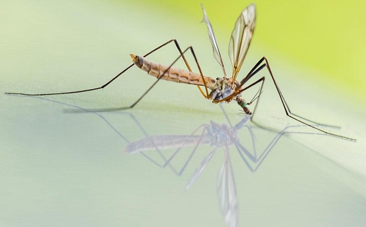 Mosquito Control in Debrecen – Pixabay