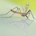 Mosquito Control in Debrecen on July 1 and 2, 2025