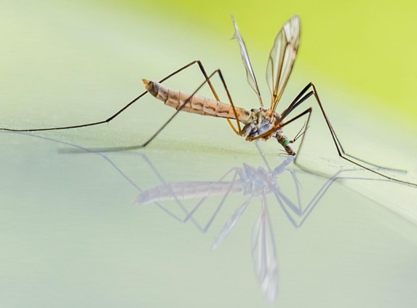 Mosquito Control in Debrecen – Pixabay