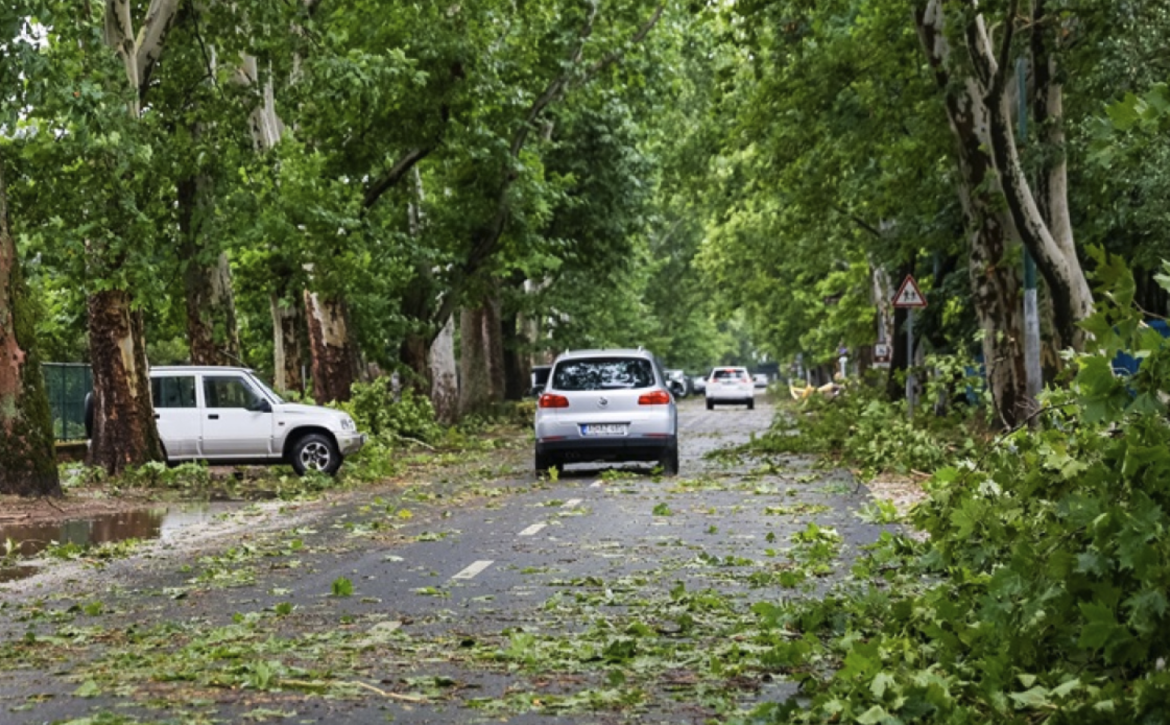 Municipal assistance for the removal of green waste generated as a result of the storm