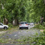 Municipal Assistance for Storm-Related Green Waste Removal
