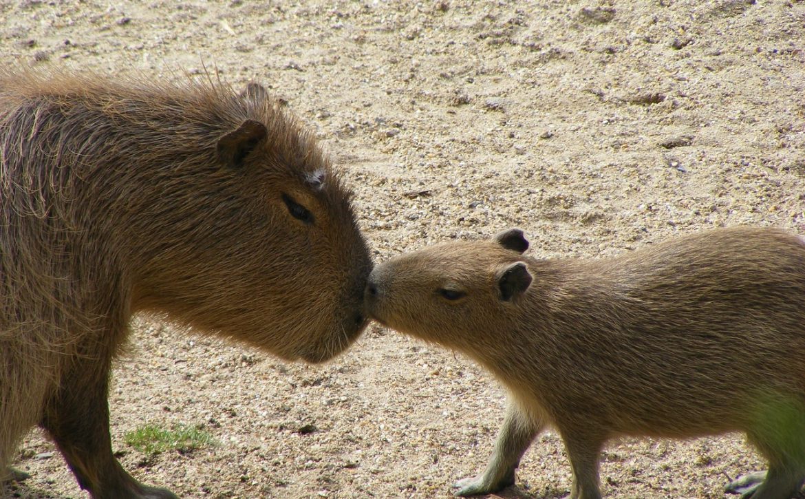 Three capybara cubs were born at the Debrecen Zoo
