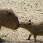 Three capybara cubs were born at the Debrecen Zoo