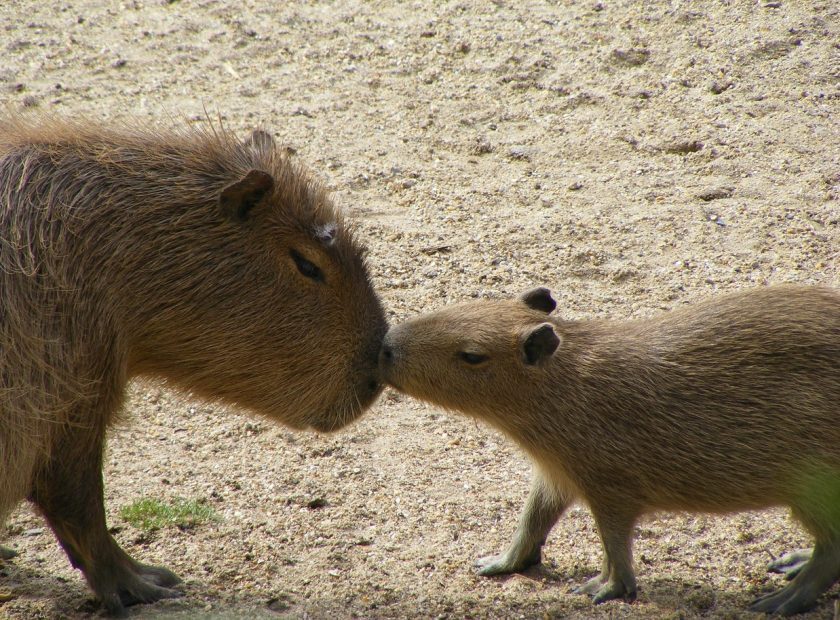 Three capybara cubs were born at the Debrecen Zoo