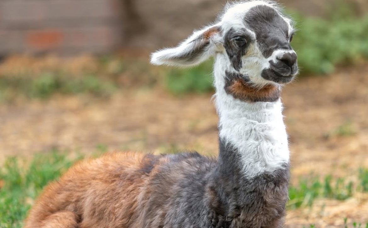 Zoo Debrecen’s newest resident has arrived