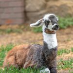 Debrecen Zoo's newest resident has arrived