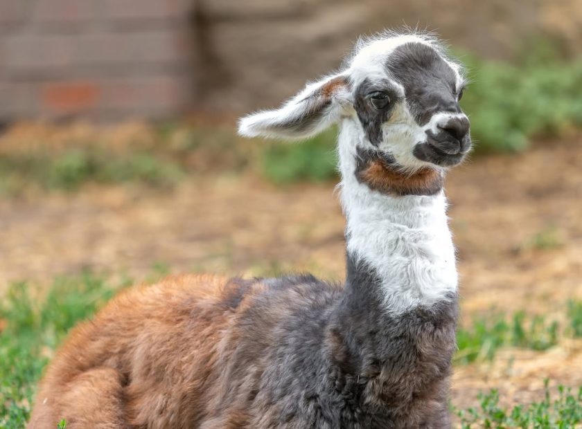 Zoo Debrecen’s newest resident has arrived