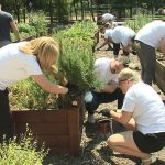 Debrecen workplaces are invited to participate in the greenest team building activity