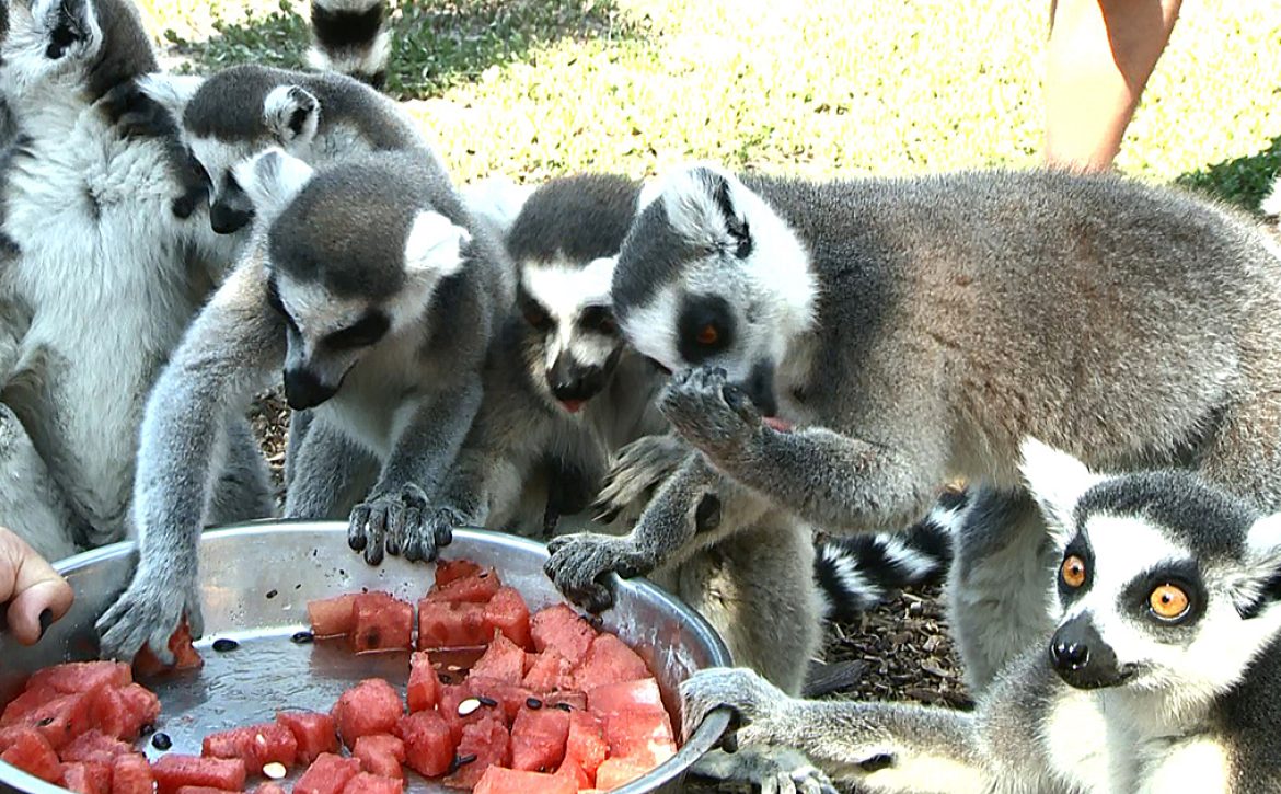 Dbrecen Zoo _ donation