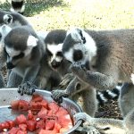 Debrecen Zoo received tremendous help during the heatwave