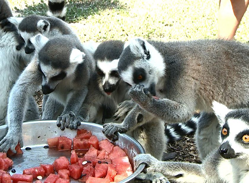 Dbrecen Zoo _ donation