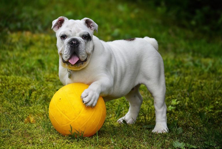 Dog gym  Pixabay 768x516