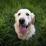 Animal Emergency Care in Debrecen: Where to Turn When Your Pet Needs Help
