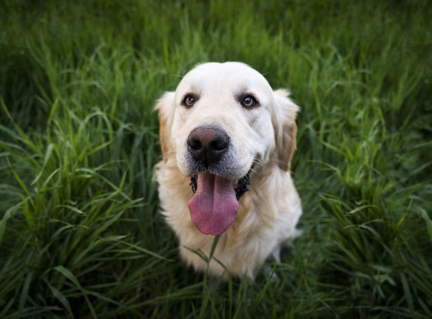 Dog_Pixabay