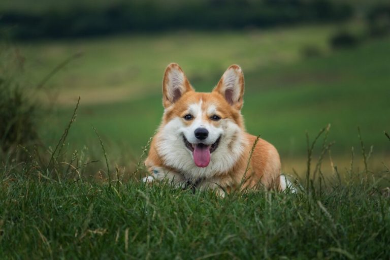 Dogphotoshoot Debrecen Hungary 1024x682 1 768x512